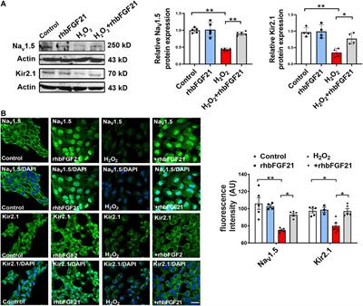 Fibroblast Growth Factor 21 Ameliorates NaV1.5 and Kir2.1 Channel Dysregulation in Human AC16 Cardiomyocytes